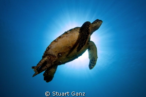 Sunburst Honu by Stuart Ganz 